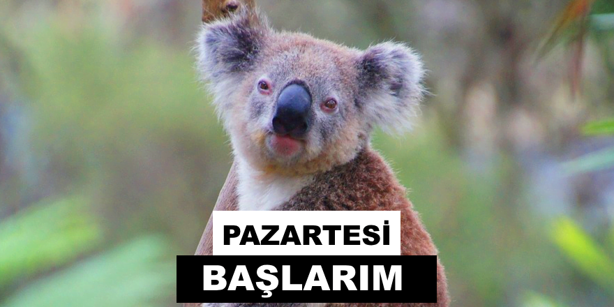 pazartesi başlarım